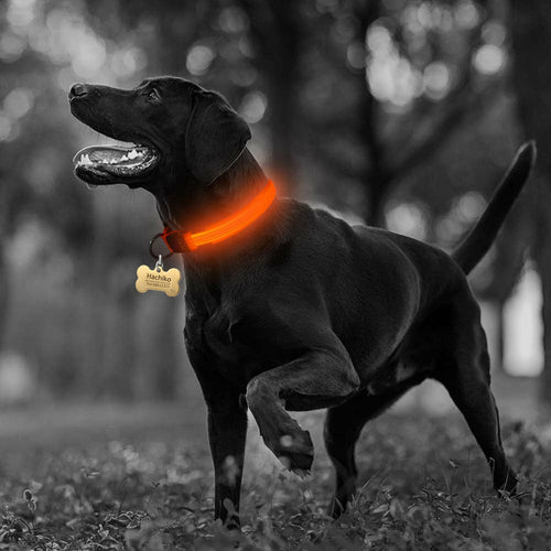 2 delt. sett med nylon LED-halsbånd til hund