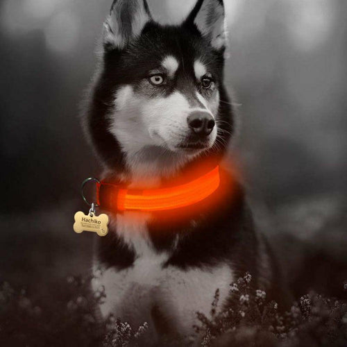 2 delt. sett med nylon LED-halsbånd til hund