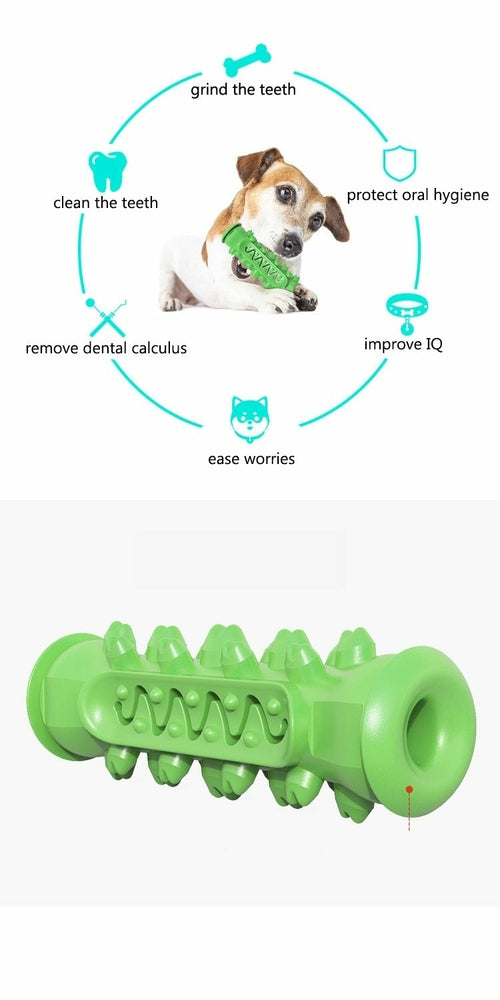 Hjernetrim IQ test til hunden